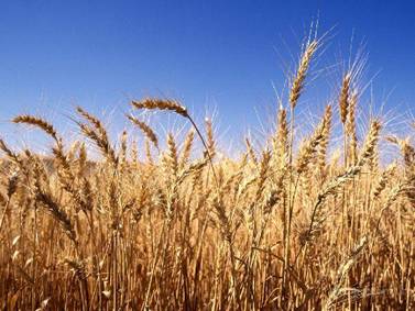Пше­нич­ное поле