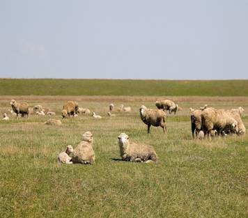 Стадо овец в степи
