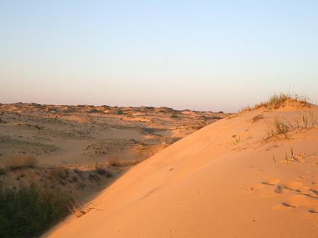 Ар­че­дин­ско-Дон­ские пески в Вол­го­град­ской об­ла­сти