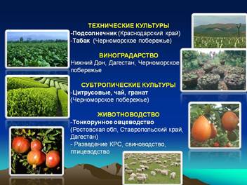 Аг­ро­про­мыш­лен­ный ком­плекс Се­вер­но­го Кав­ка­за