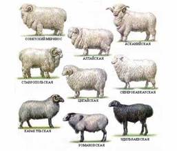 По­ро­ды овец