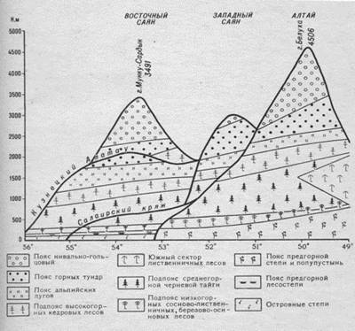 Схема вы­сот­ной по­яс­но­сти на Алтае и Са­я­нах