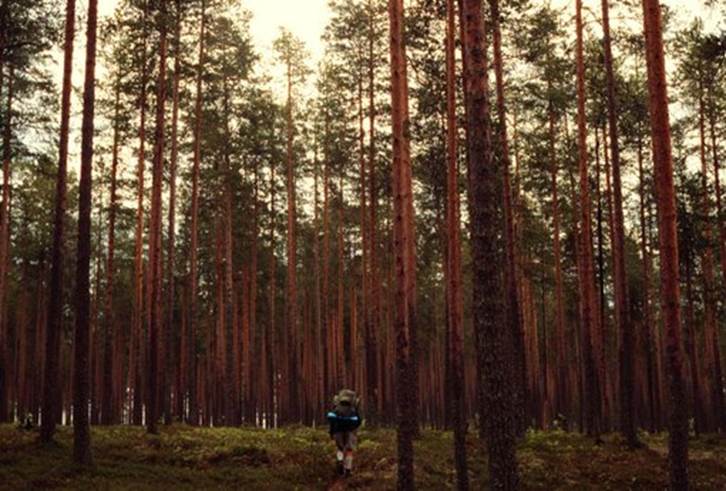 Леса Фин­лян­дии