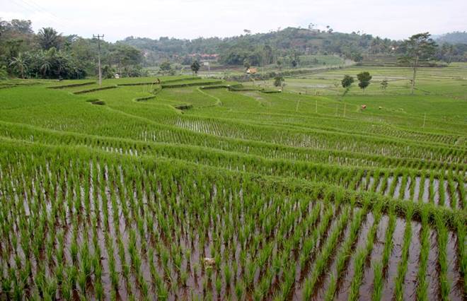 Ри­со­вые поля в Ин­до­не­зии