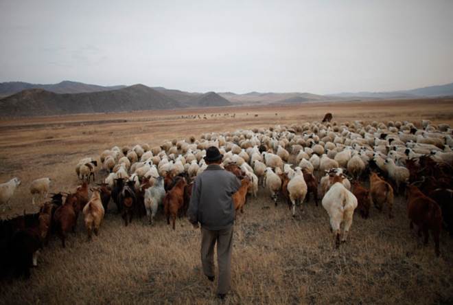 Жи­вот­но­вод­ство в Мон­го­лии
