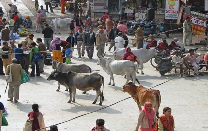Ко­ро­вы на ули­цах Индии