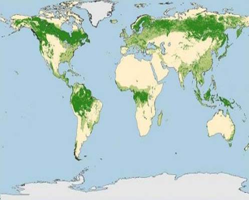 Карта лес­ных ре­сур­сов мира