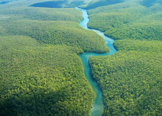 Леса Ама­зон­ки