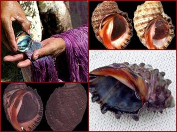 Пур­пур (мол­люс­ки)