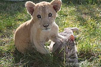 Lions are bigger than cats. – Львы боль­ше, чем кошки 