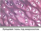 Био­ло­ги­че­ская роль бел­ков в живых ор­га­низ­мах - хрящевая ткань под микроскопом