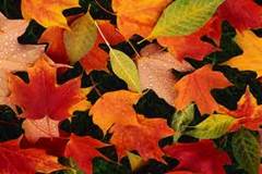autumn – это на­зва­ние осени (рис. 7) в Бри­та­нии, а в Аме­ри­ке осень на­зы­ва­ют fall.  E.g. My favorite seasons is fall.