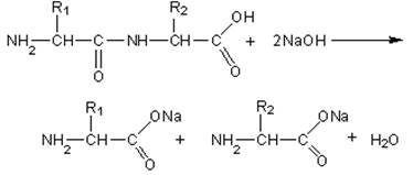 Гид­ро­лиз бел­ков (об­ра­зо­ва­ние солей ами­но­кис­лот по карбок­силь­ной груп­пе или по ами­но­груп­пе)