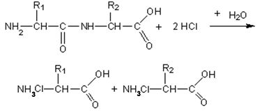 Гид­ро­лиз бел­ков (об­ра­зо­ва­ние солей ами­но­кис­лот по карбок­силь­ной груп­пе или по ами­но­груп­пе)