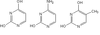 Струк­ту­ры ос­но­ва­ний - урацил, цитозин и тимин